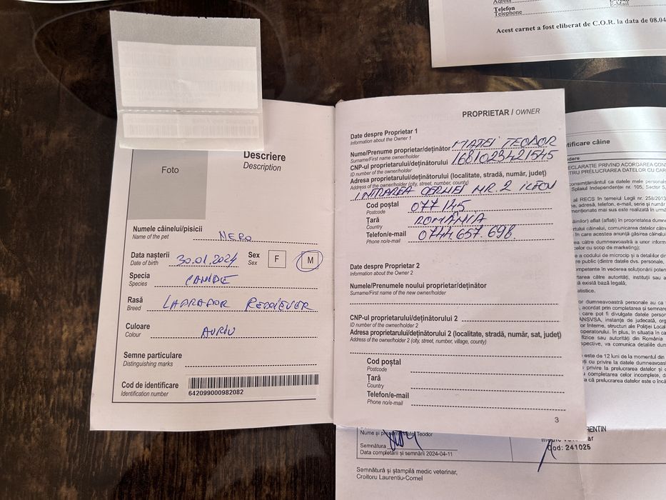 Vand labrador retriever cu  pedigree autentic și înregistrat  10 lei