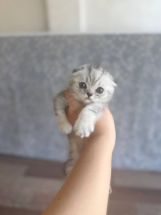 Shotlantiskiy  mushuk