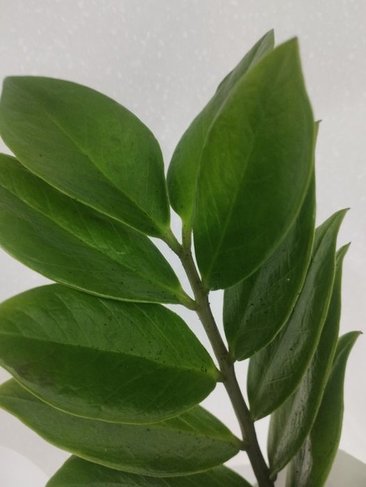 Замиакулькас долларовое дерево