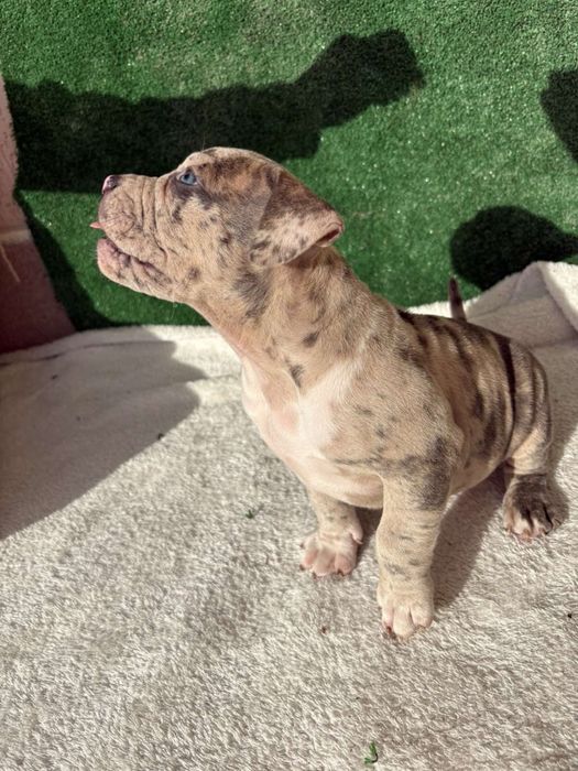 Американски булита