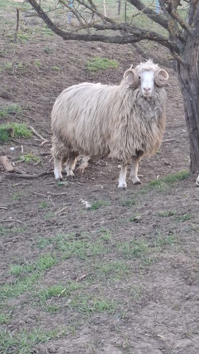 Vând 3 berbeci turcani miori.