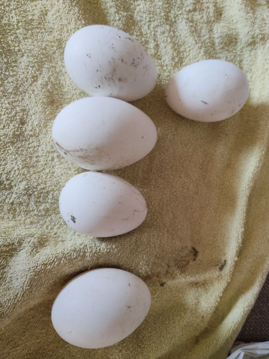 Vând ouă de gâscă de consum