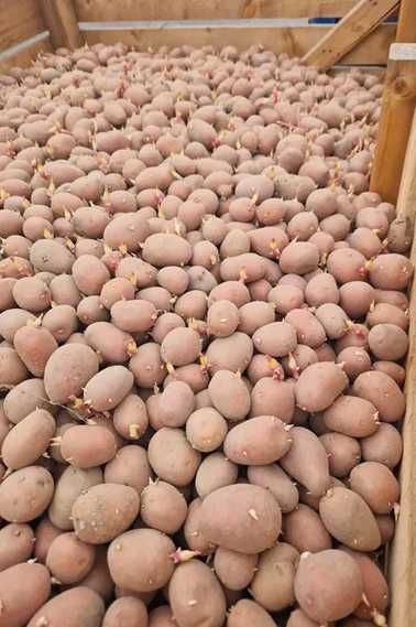 Vând cartofi de sămânță, galbeni sau roșii