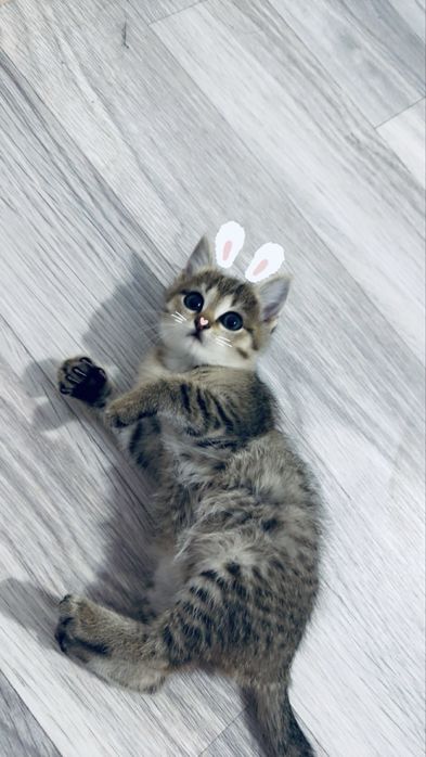 Котонок очень милый игривая