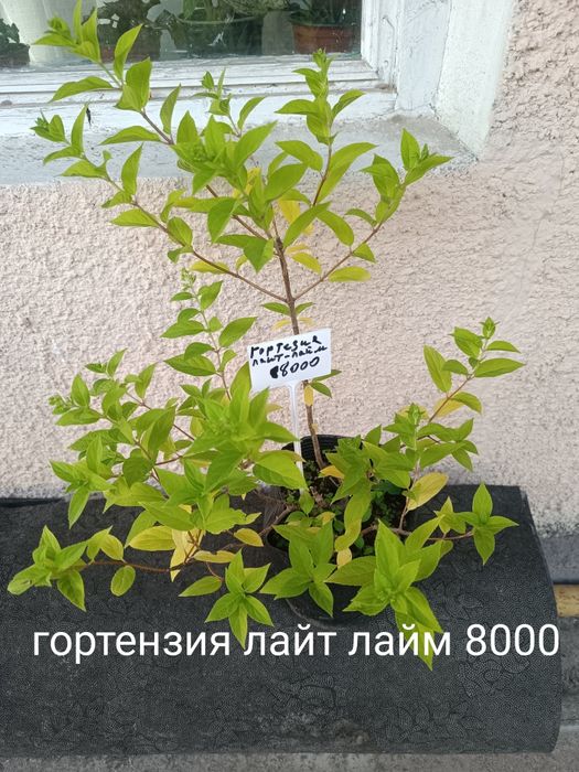 Продам флоксы  многолетний