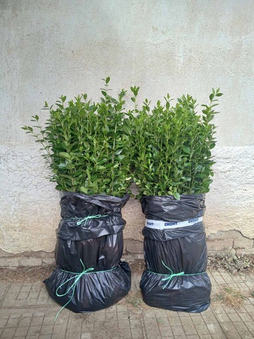 Лигуструм на гол корен