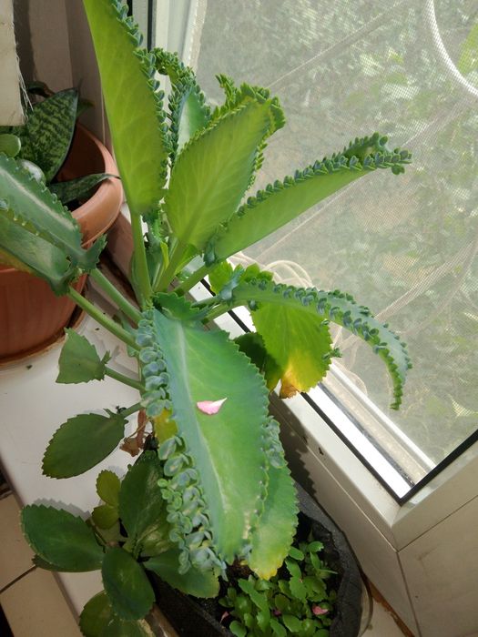 Каланхоэ растение