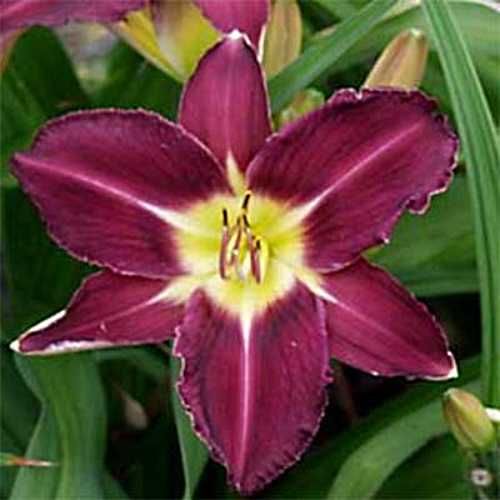 Белая сентябрина колокольчик лилейник