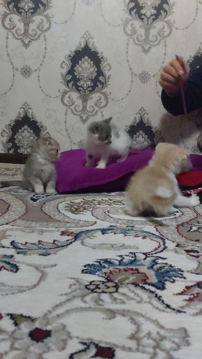 Skotsh fold mushukchalar