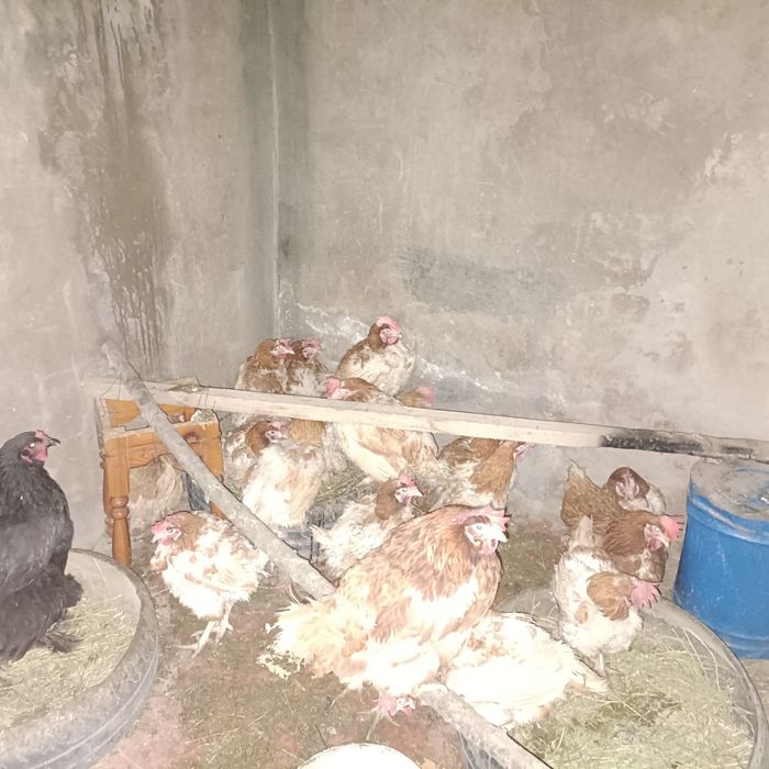 Ломан Браун. 7-8 айлық.