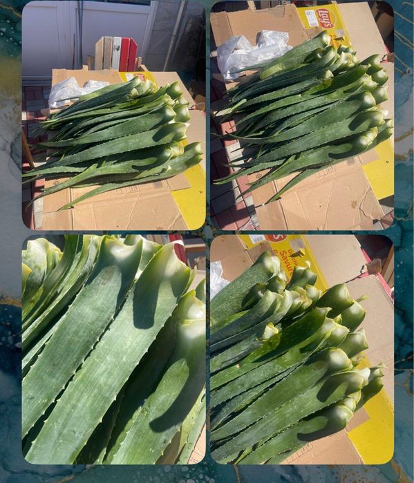Aloe Vera barbadensis frunze
