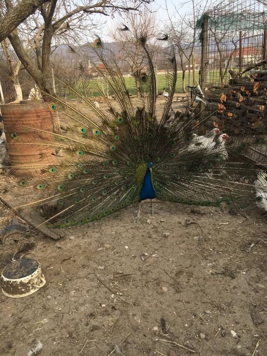 Păuni de vânzare!!