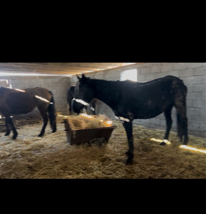 Ыры биелер кобылы рослые