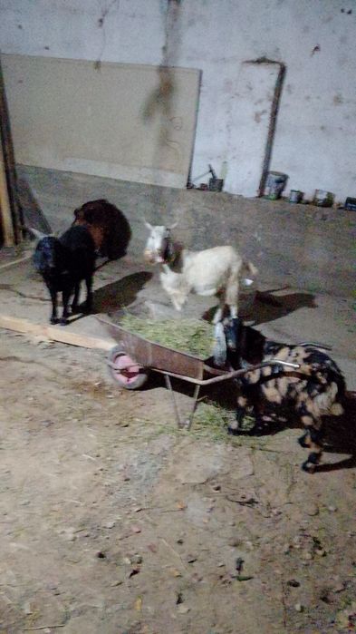 Породо Лактар сатылады