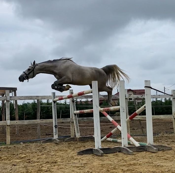 De vānzare un cal castrat Shagya arab