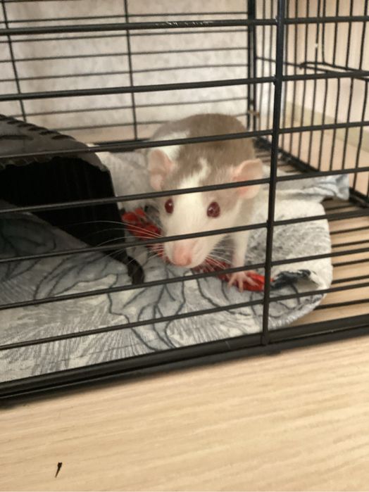 Продаются крысы декоративные