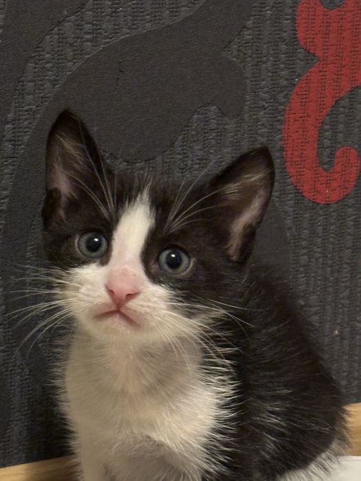 Котенца на 1 месец