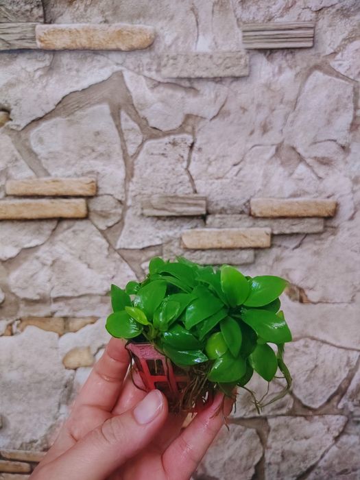 Анубиас нана  Anubias nana 'Petite' аквариумные растения.