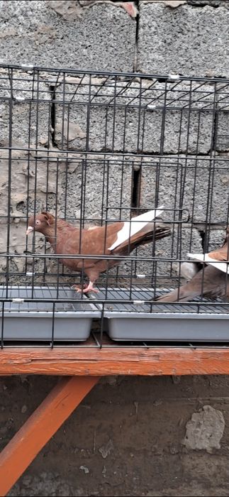 Продам американцы кармилки.