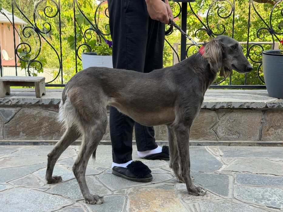 Ұрғашы тазы Көксеректің қызы