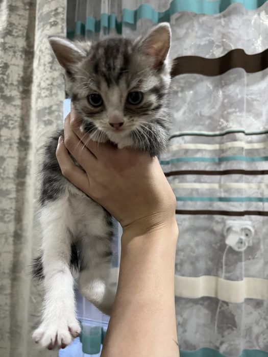 отдам котенка девочку