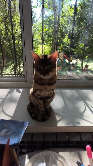 Потерялся кот Бенгал мальчик