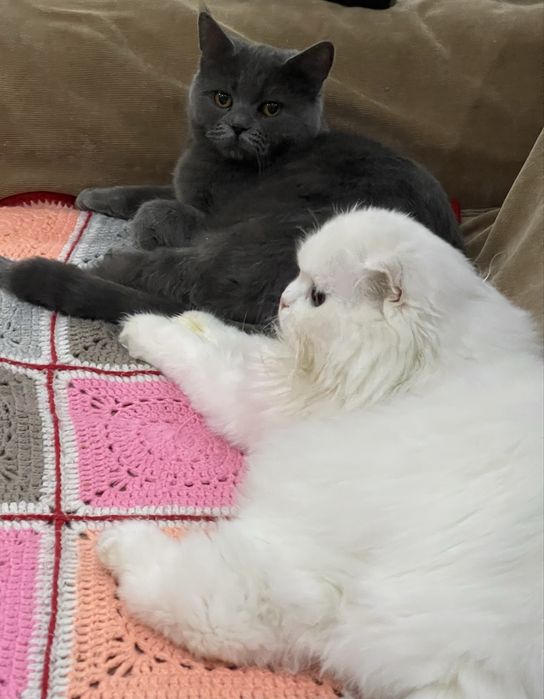 Скотш фолд скотш страйт болалари сотилади