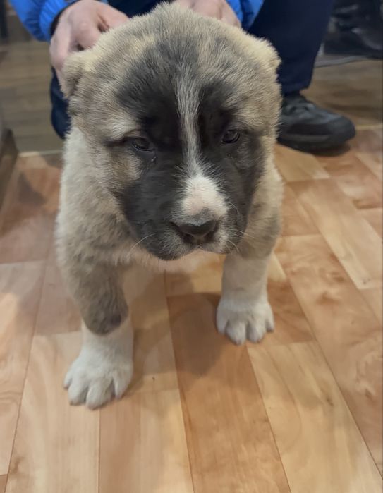 Алабай собака продам, в добрые хорошие руки