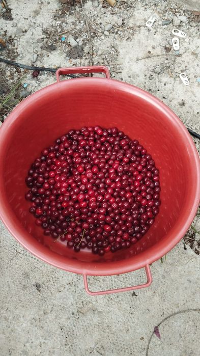 Продам вишню садовую.