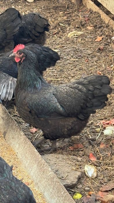 Tovuq xoʻroz tuxumlari 12000soʻm avstraloʻp ruminiya tozalari