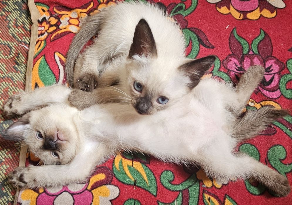 Мушуклар сотилган. Янгиси енди болади