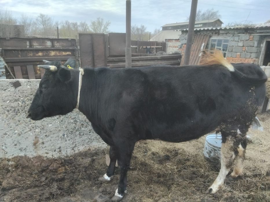Продам крупно рогатый скот ( коров)