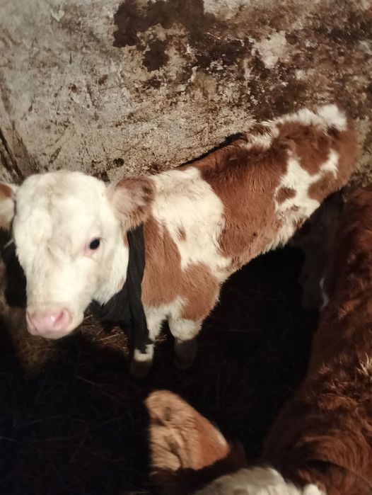 Продам 3-х телят