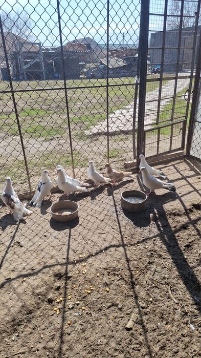 Продам голубей бакинцы