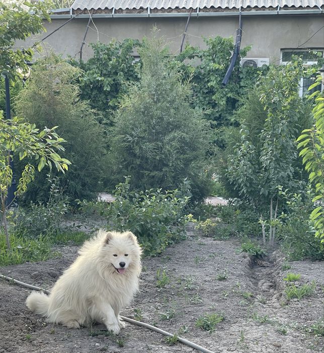 Отдам в очень хорошие руки САМОЕДА