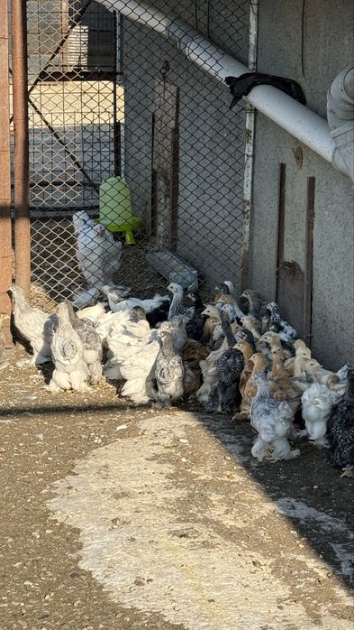 Pui brahman varsta 1 luna