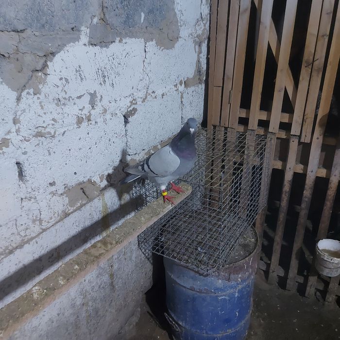 Уди самец лет с игрой