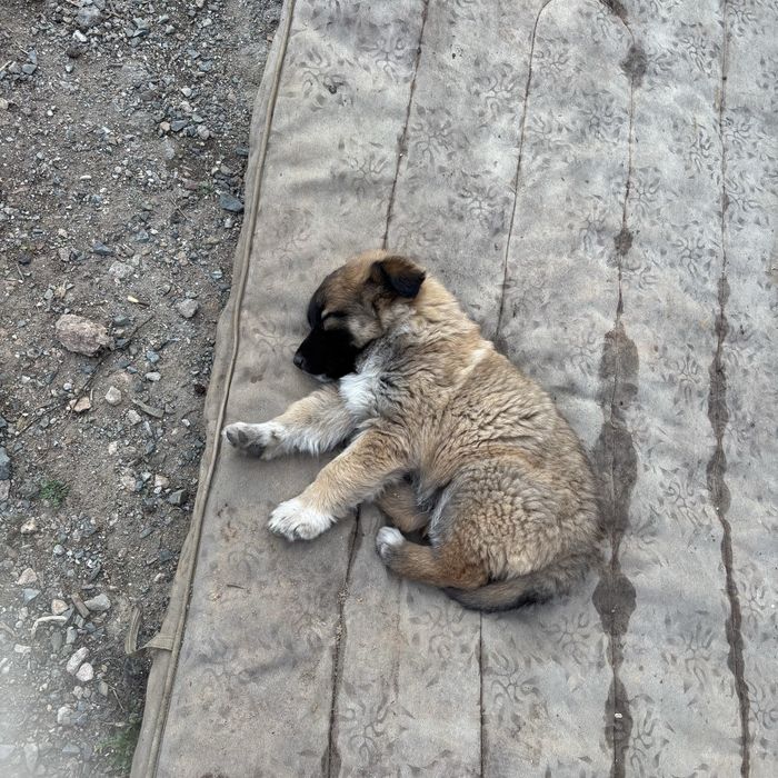 Отдам бесплатно