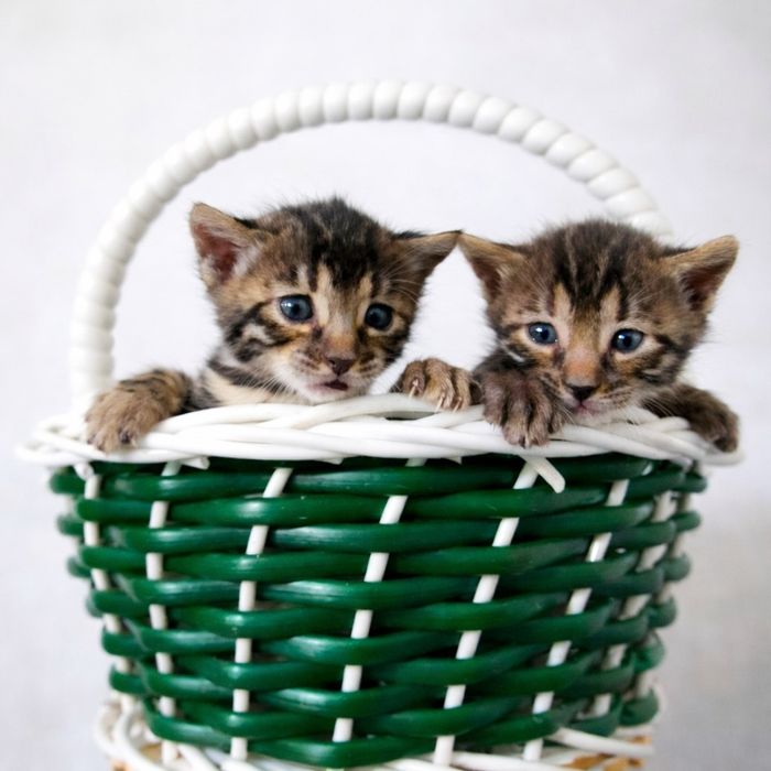 Bengal toza qon sotiladi