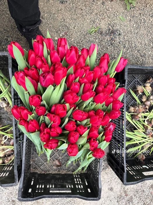 ТЮЛЬПАНЫ оптом и в розницу по выгодной цене