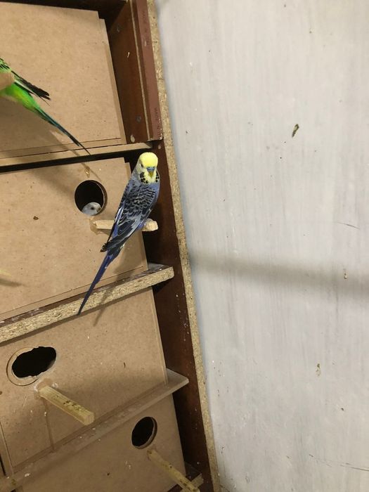 Взрослые рабочие чехи