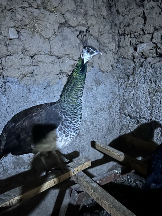 Продам самку павлина