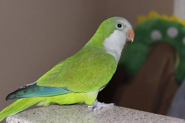 Обмен птиц на волнистых