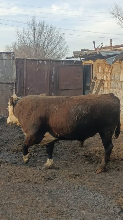 Продам быка белоголового