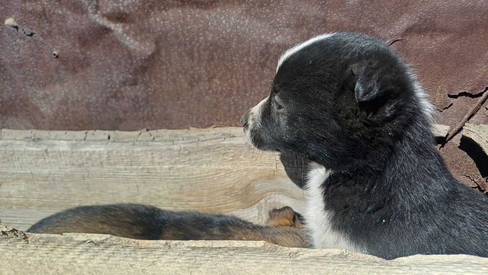 Отдам щенков в хорошие руки