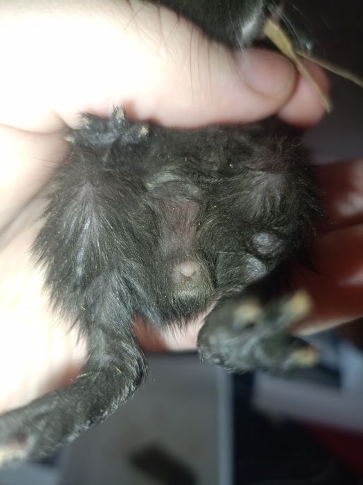 Морские свинки малыши