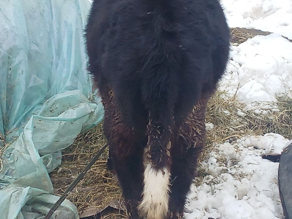 Телята бузау ургашы