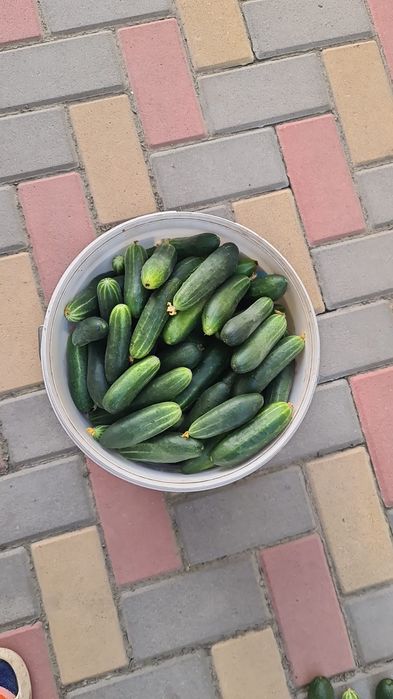 Продам  домашние огурцы