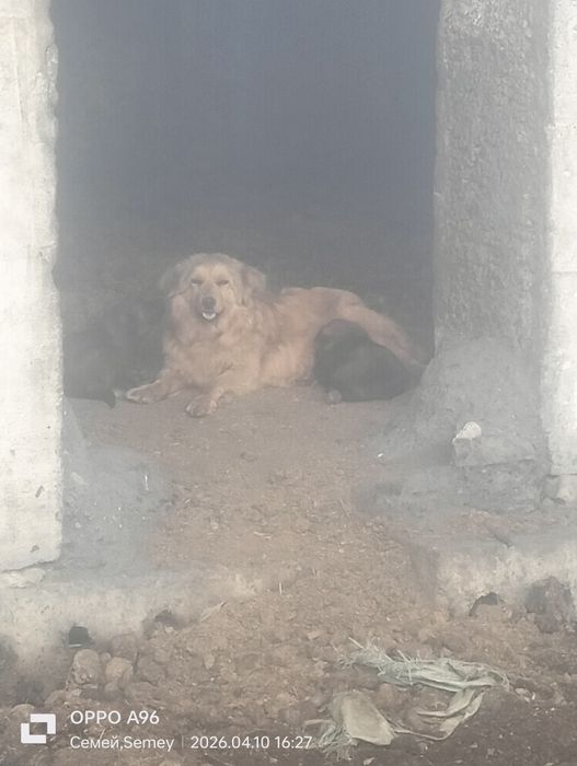 Отдам щенят в добрые руки