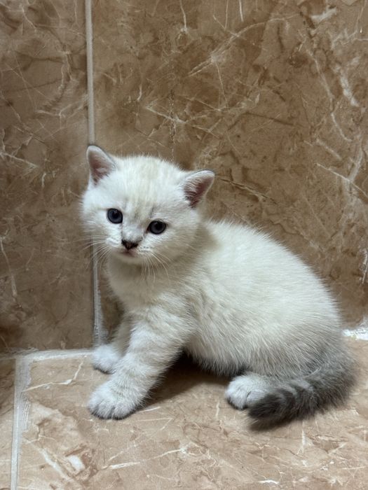 Котята ( очаровательный британец котенок ) . Скоттиш страйт